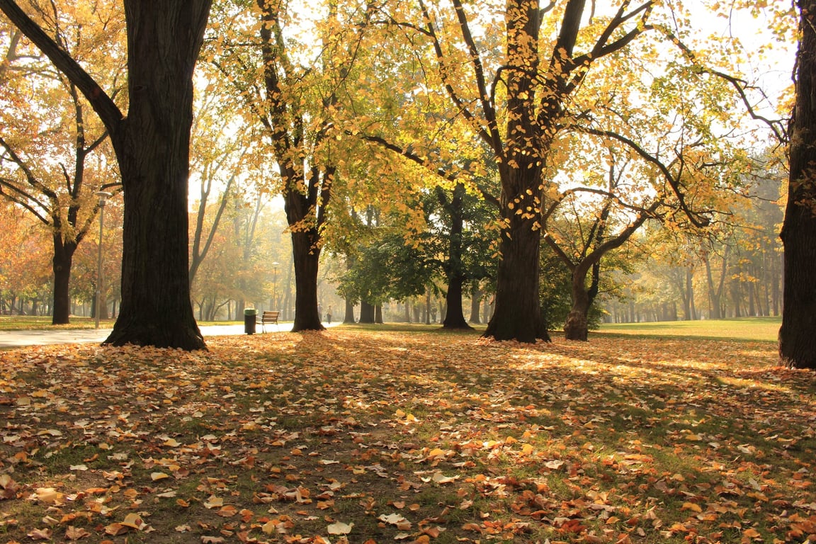 Parc d'automne tranquille avec des feuilles mortes par une journée ensoleillée